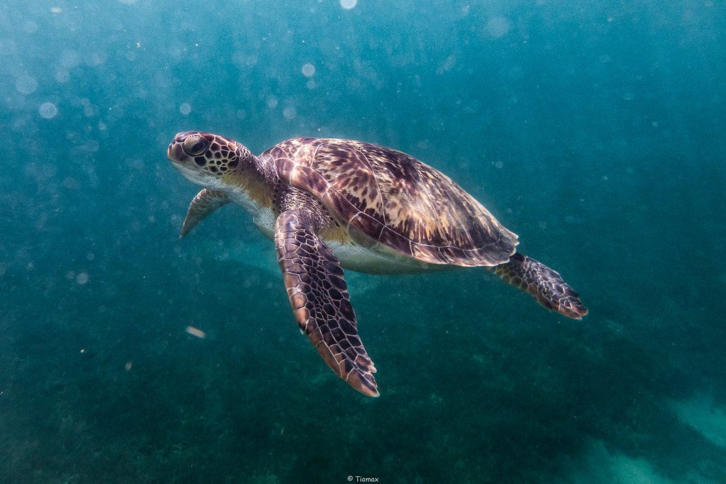 SeaWorld helps nine rehabilitated green sea turtles return to the sea