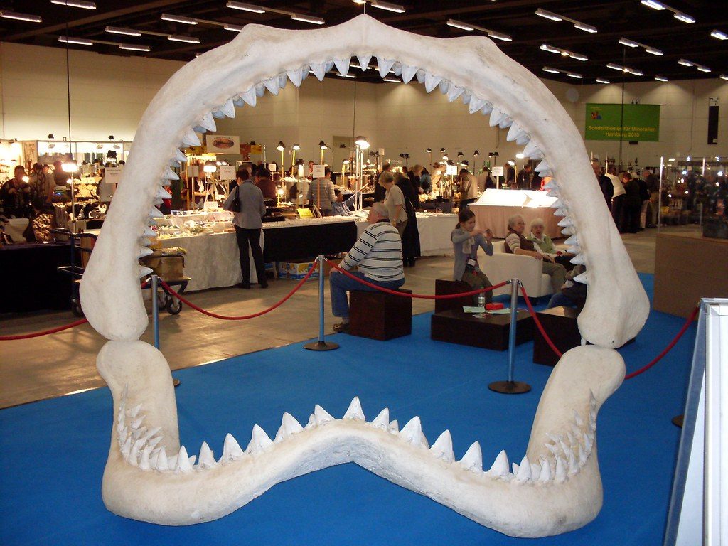 The viral shark scar that sparked megalodon rumors is explained by scientists