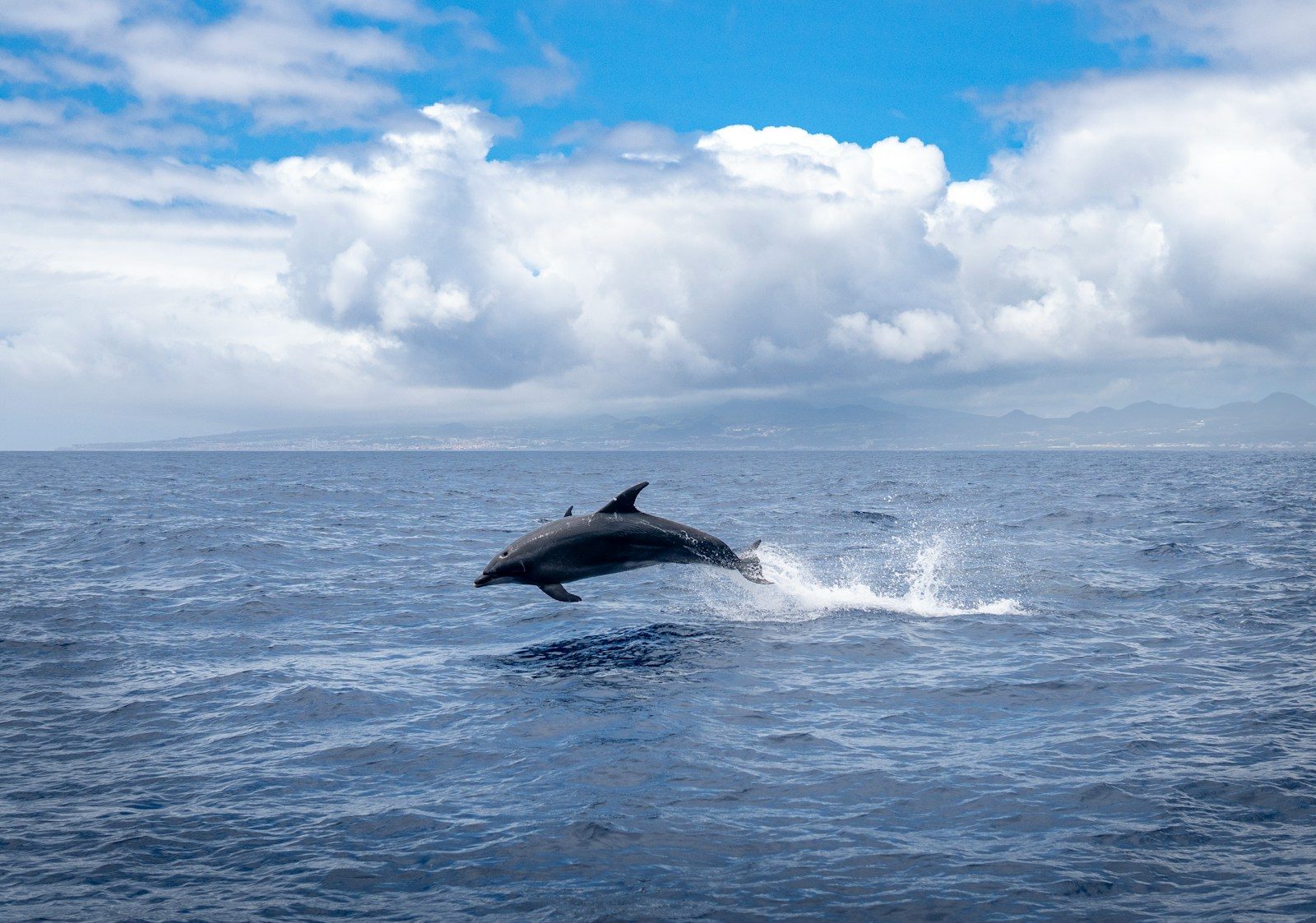Watch the incredible moment a stranded dolphin swims free again