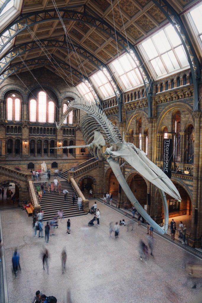 Whale skeleton suspended in a grand museum hall.