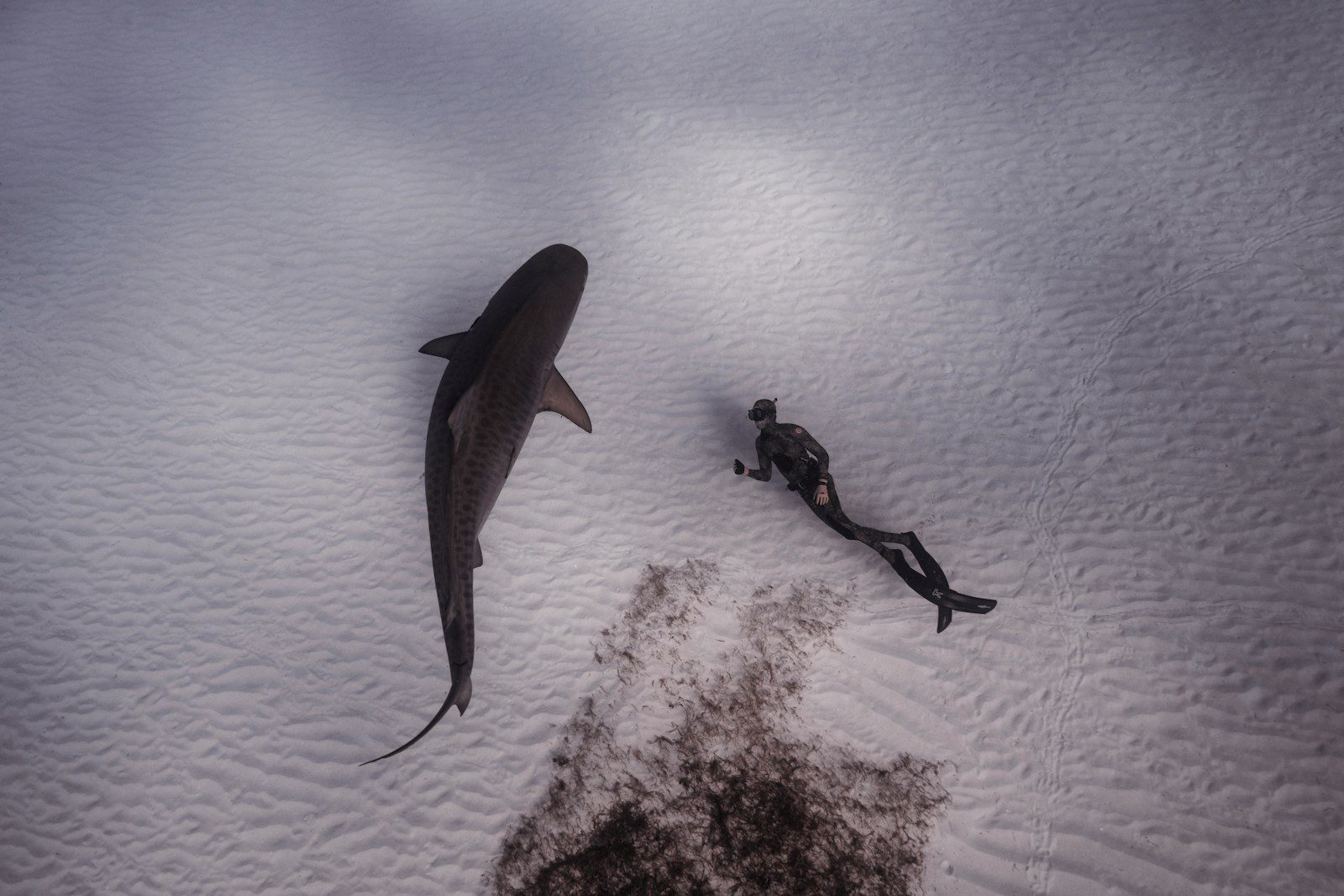 Watch divers swim beside tiger sharks feeding on a whale carcass