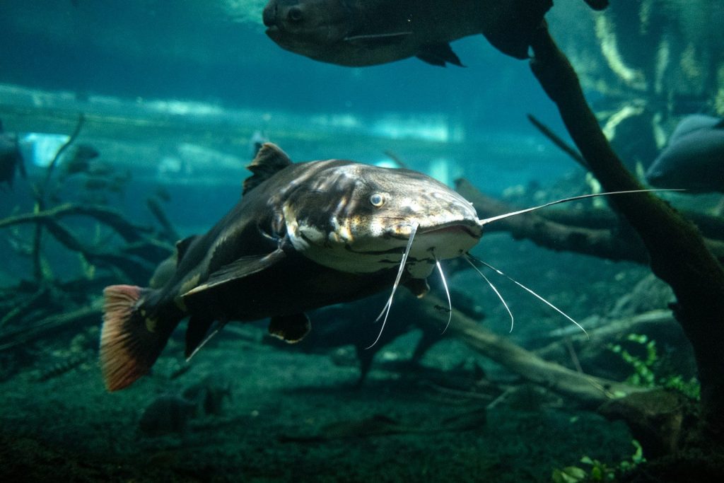 A fish that is swimming in some water