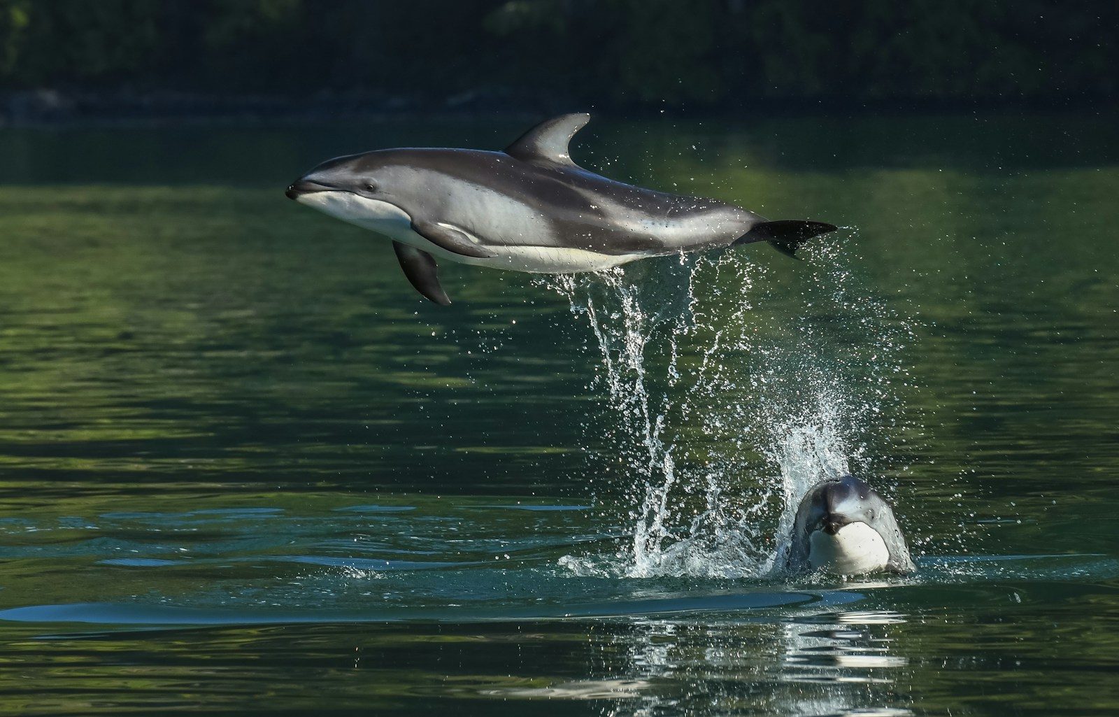The emotional rescue of a stranded baby dolphin that finally made it back to the ocean