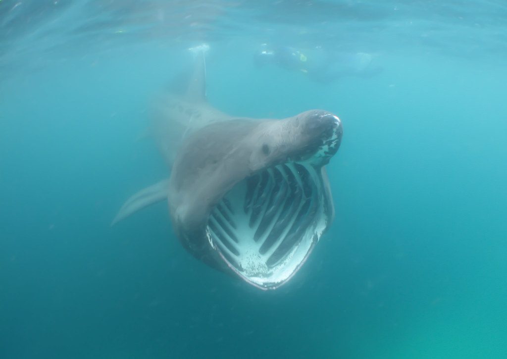 The enormous shark that looks prehistoric but survives by eating tiny plankton