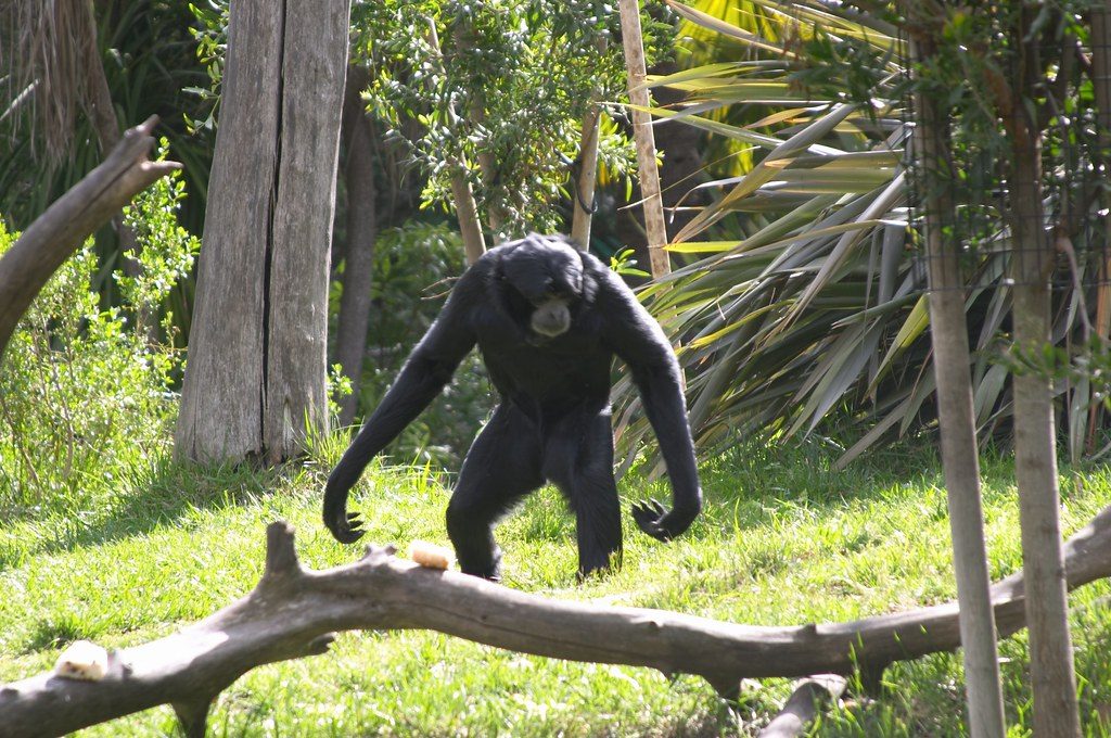 This siamang showed remarkable care for a tiny feathered visitor