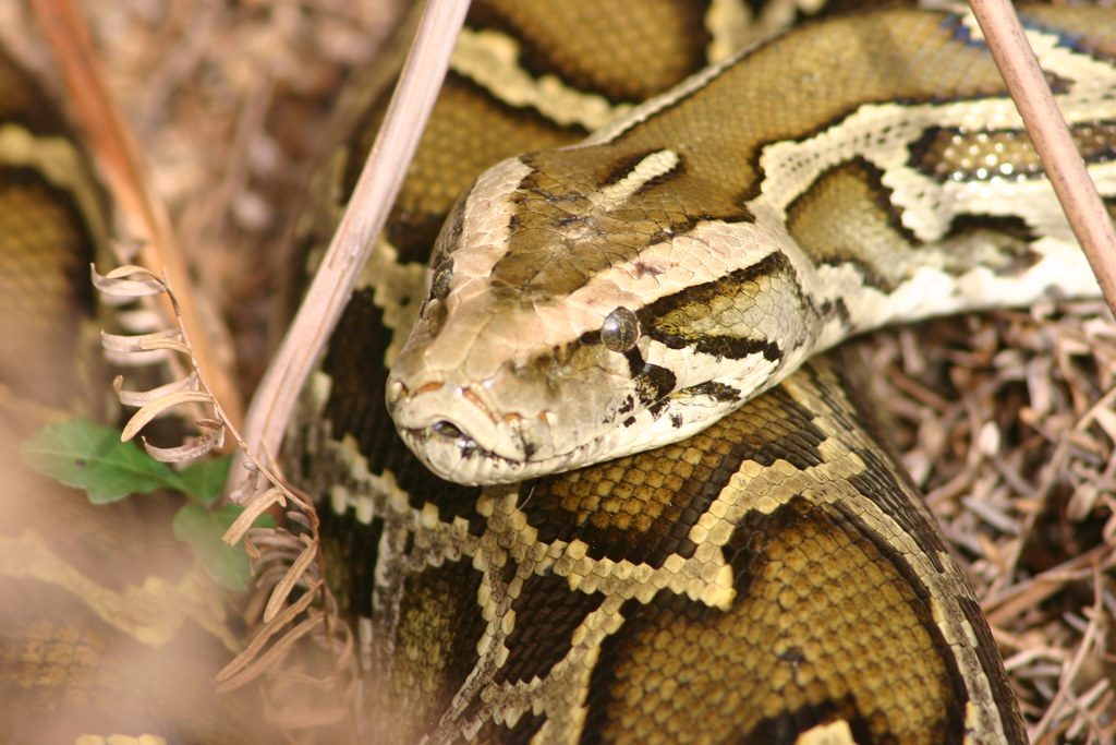 Why Florida’s python hunters had a record-breaking season