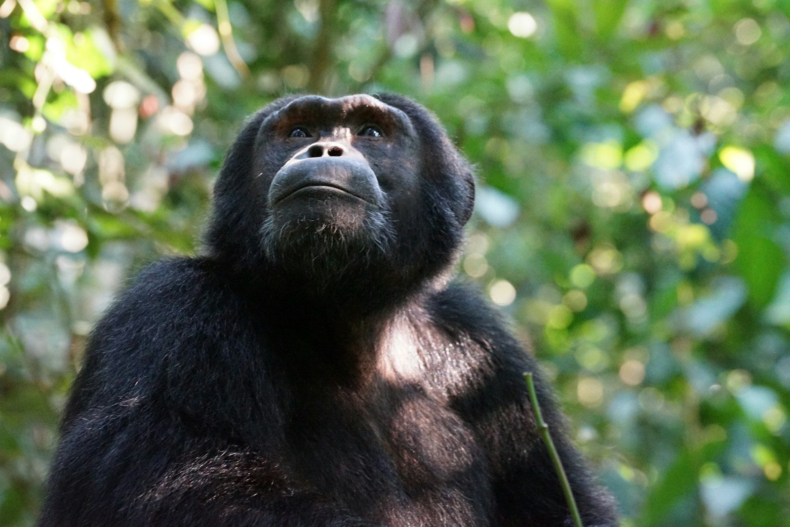 The tragic story of a chimp raised like a child who attacked a woman