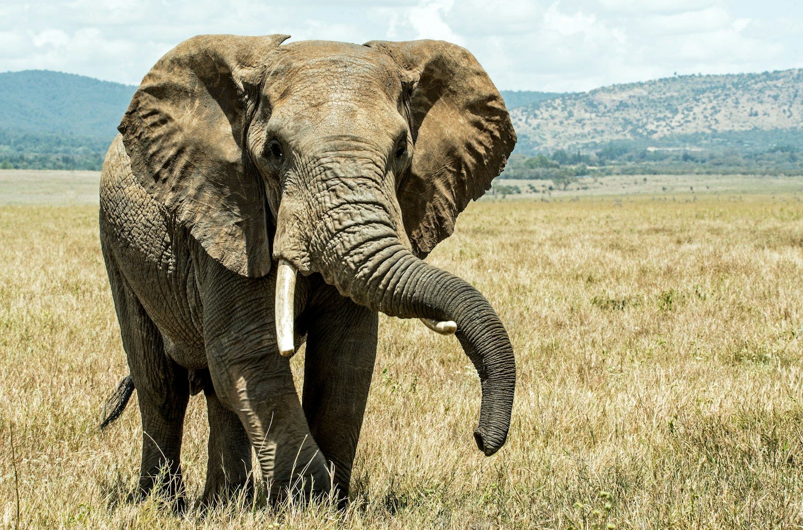 Last elephant at New York zoo may be relocated to a sanctuary