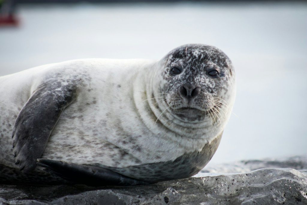 a seal sitting on top of a rock next to a body of water