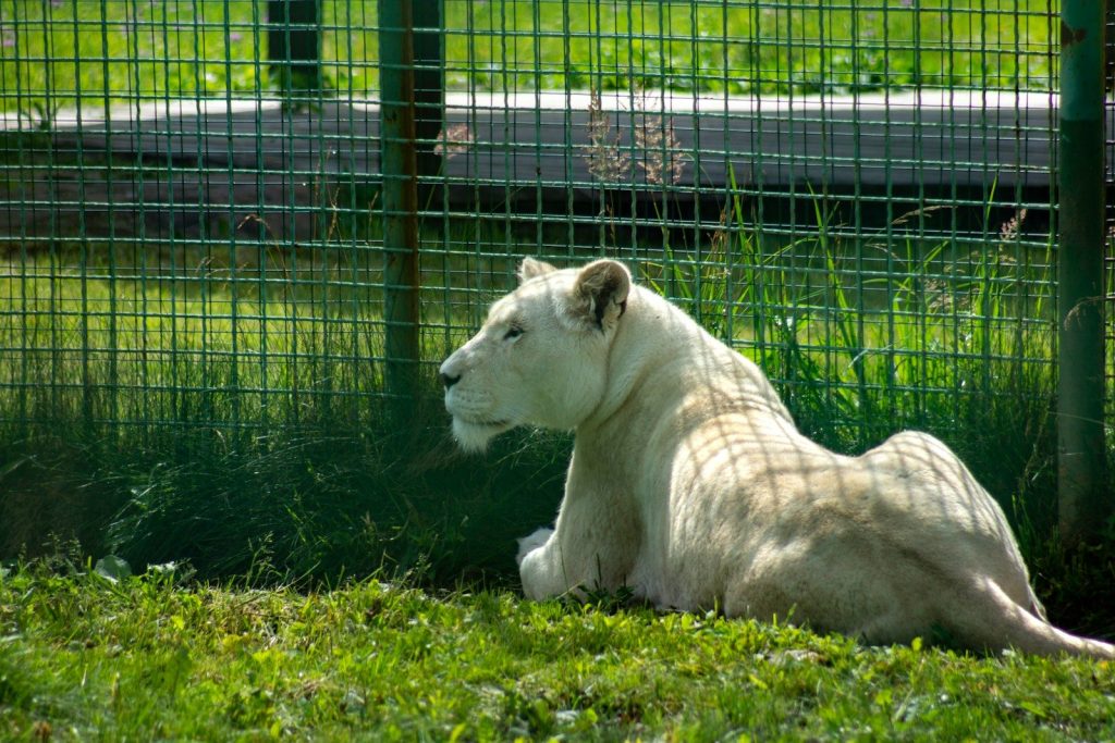 a white tiger laying in the grass behind a fence