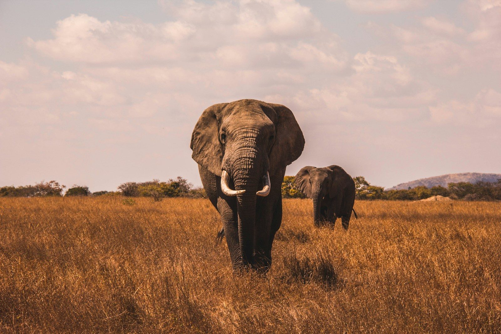 An elephant tied to four deaths in the same family over 14 years fuels safety concerns