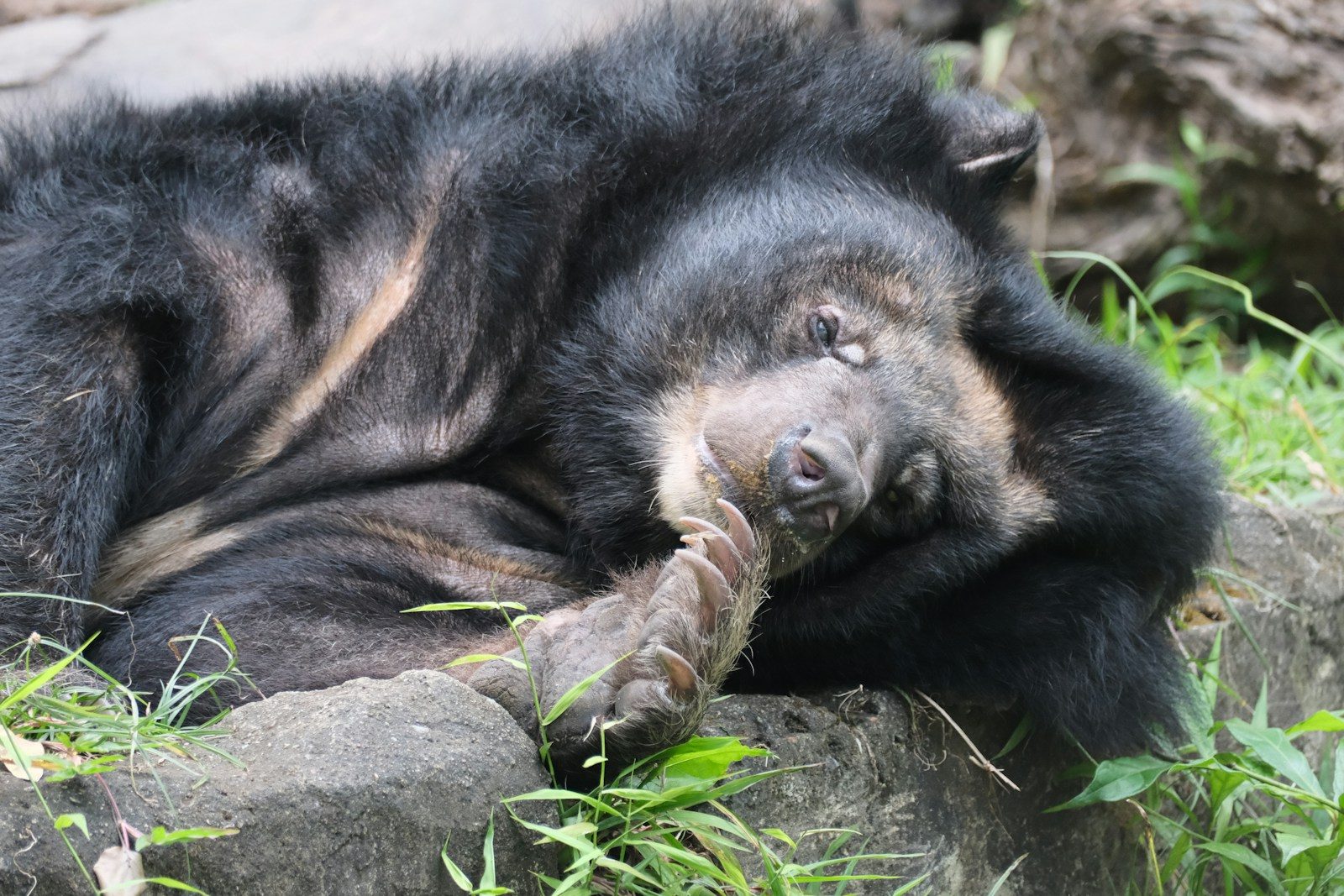 This orphaned bear cub found hope after a difficult rescue