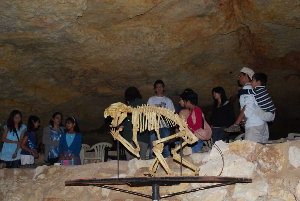 The marsupial lion that evolved from peaceful ancestors into a fearsome hunter