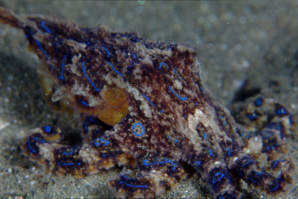 This charming octopus has a venomous side you won’t expect
