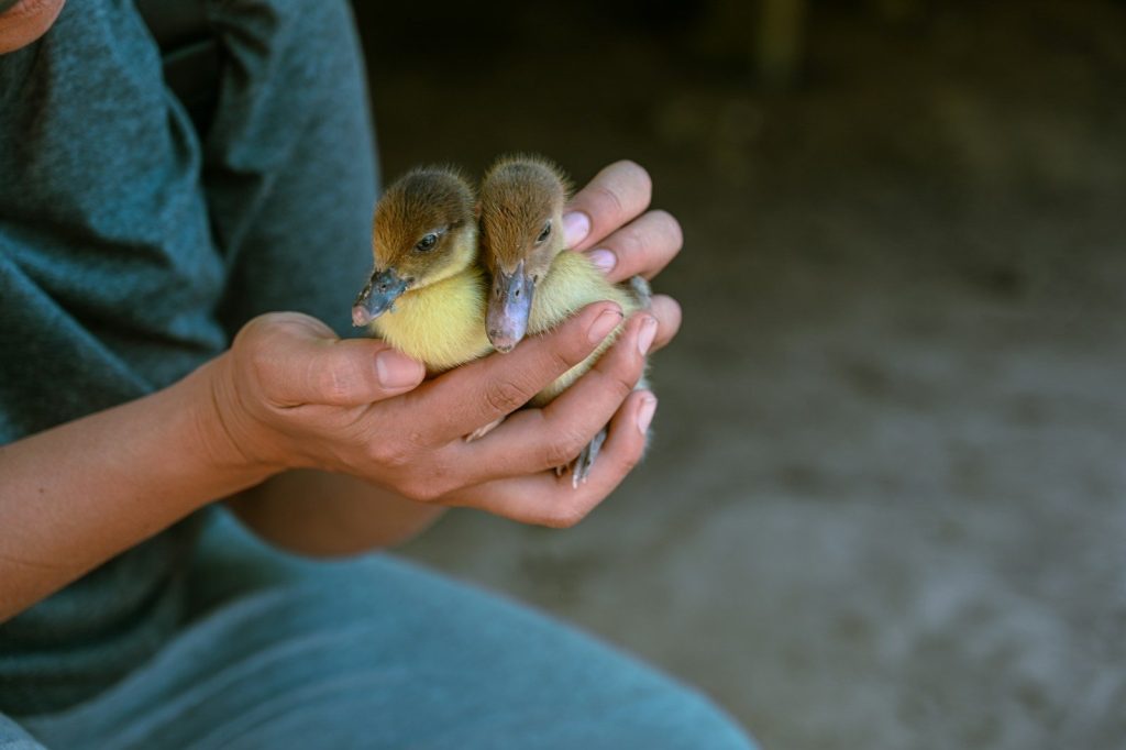 a person holding a duckling