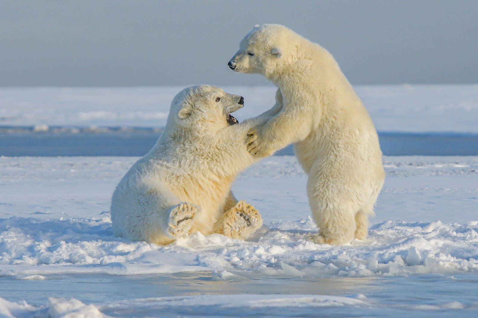 First encounter between polar bear brothers captured by wildlife team