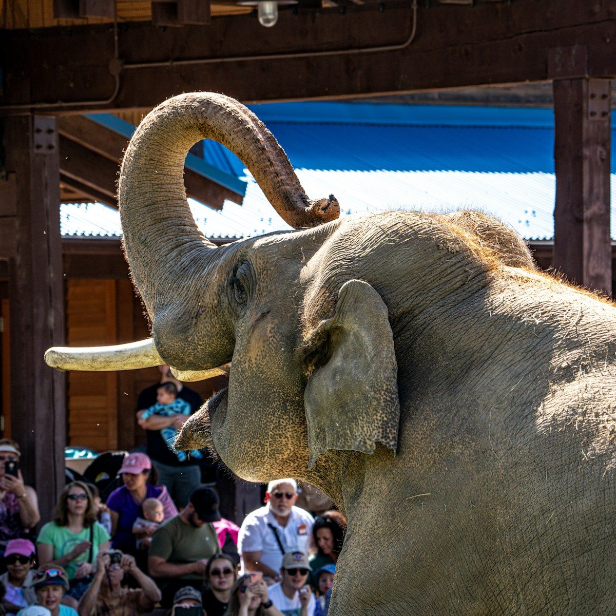an elephant with tusks