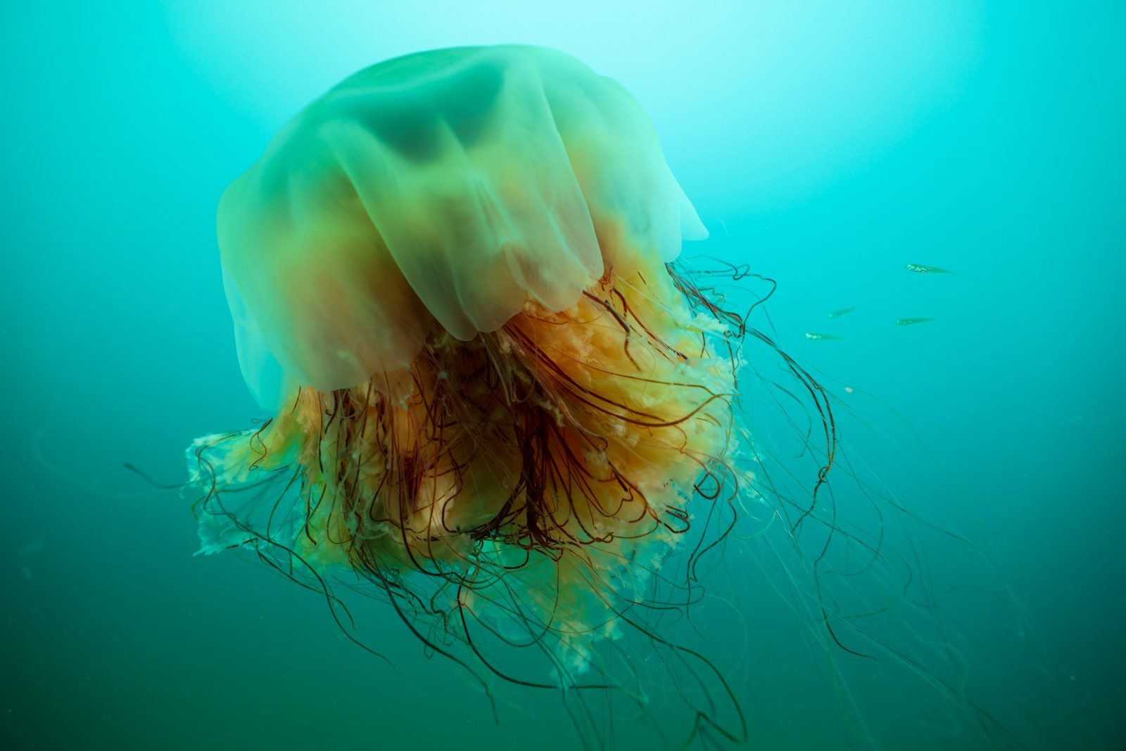 Giant venomous jellyfish with 120-foot tentacles spotted near U.S. beaches
