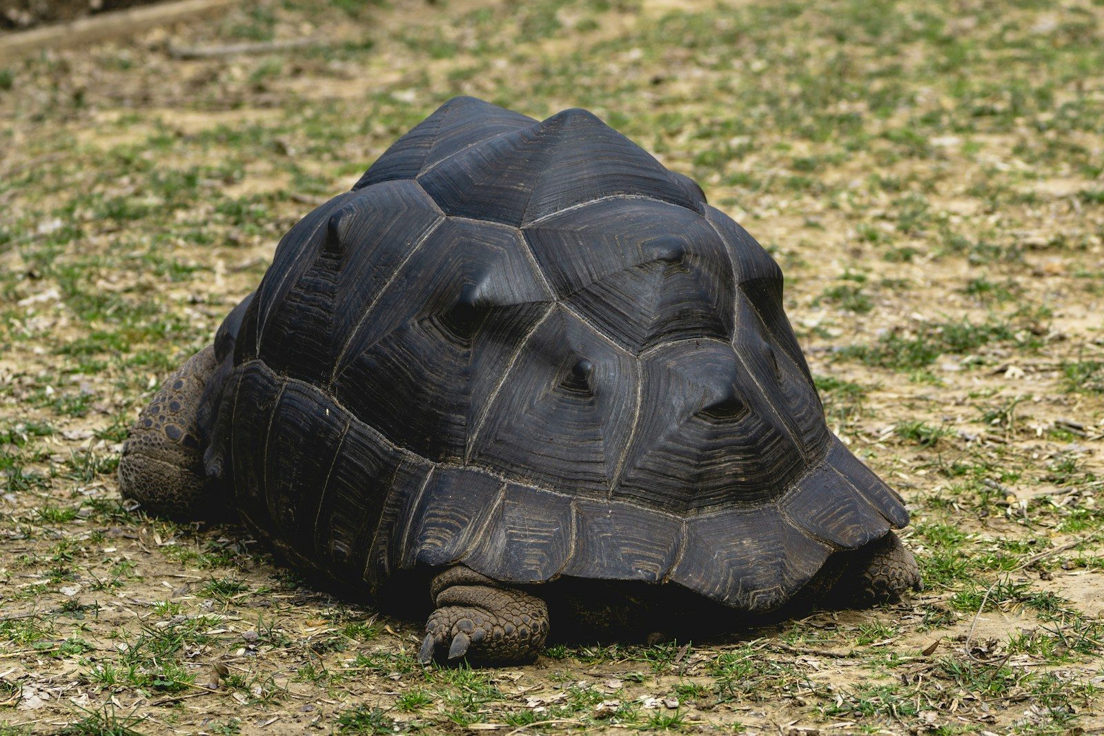 Endangered sea turtle shell listing lands Florida man in legal trouble