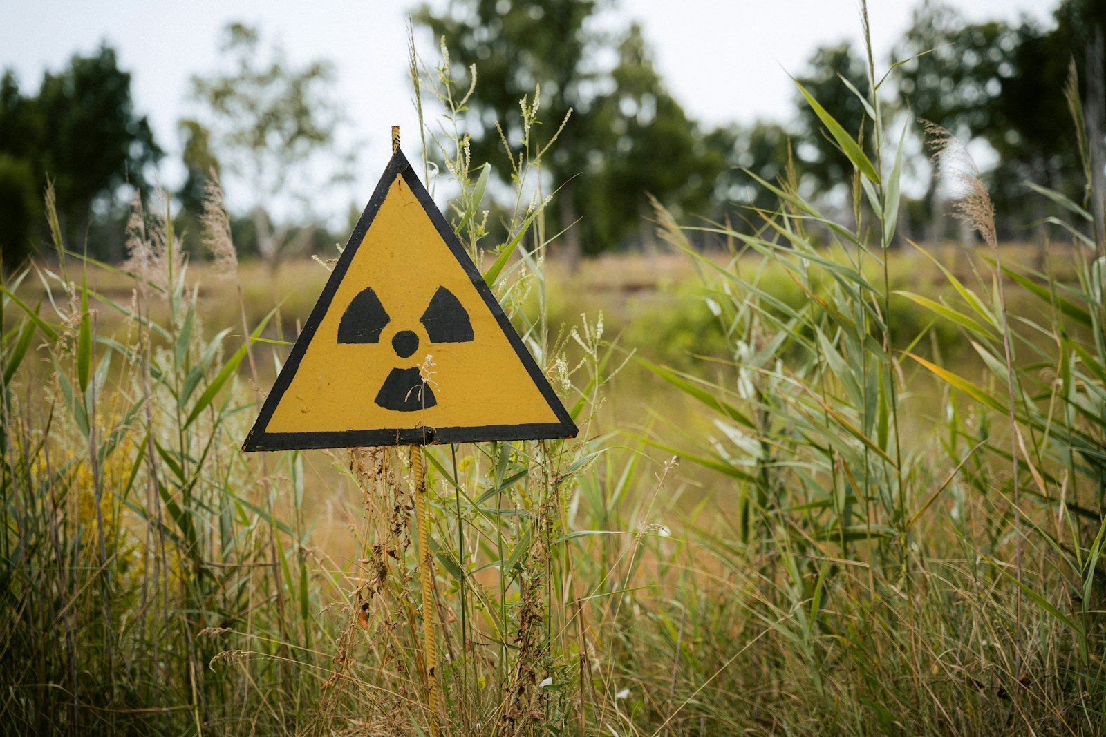 How radiation may be changing the DNA of animals living in nuclear disaster zones