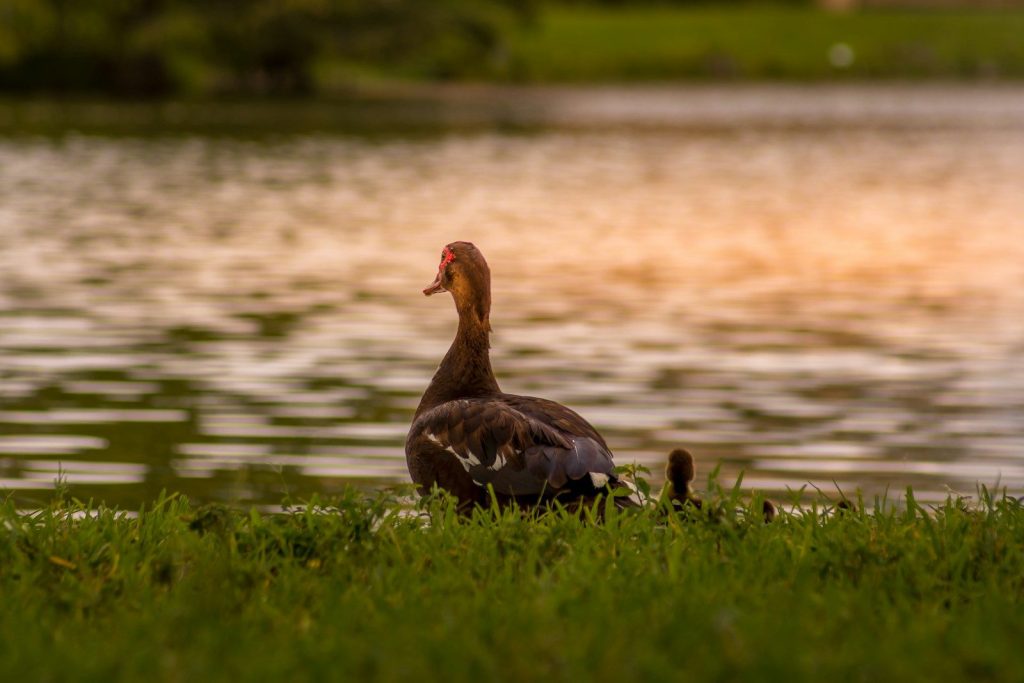 brown duck on green grass field near body of water during daytime