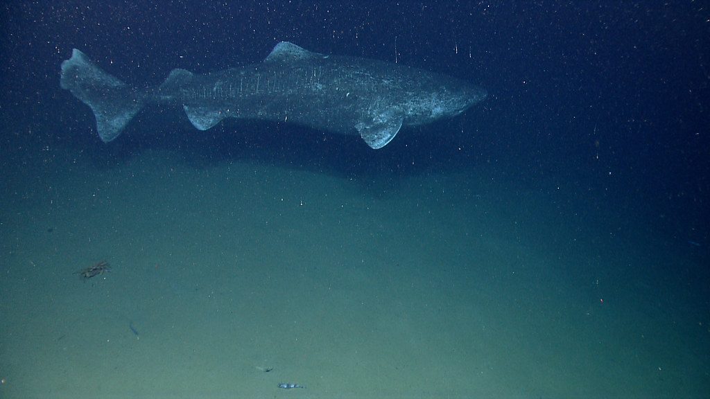 Scientists uncover the secret behind the Greenland shark’s extraordinary lifespan
