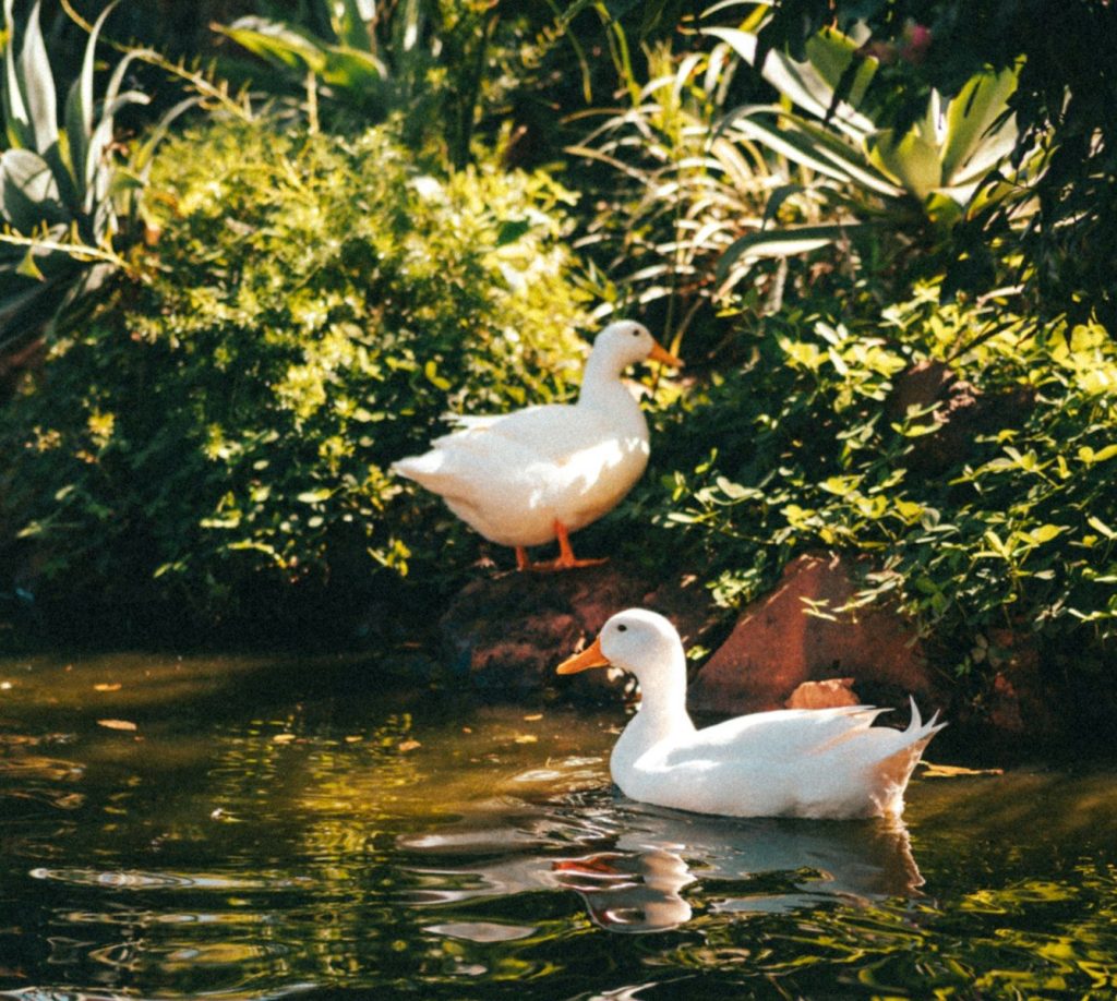 a couple of ducks are swimming in the water