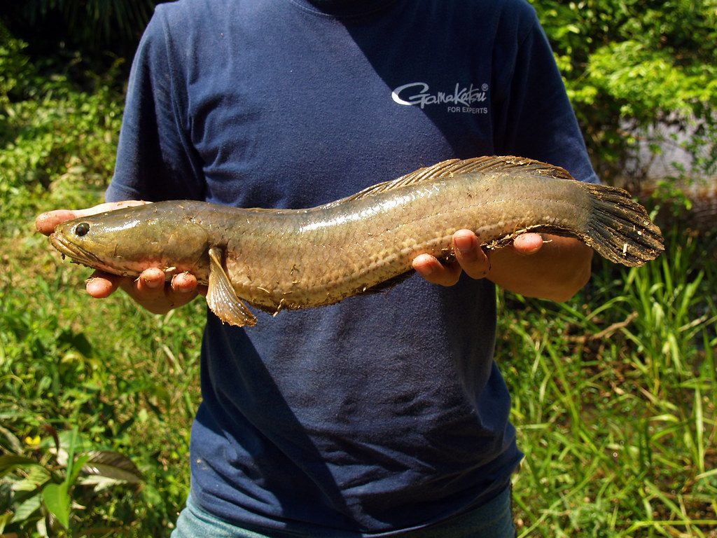 Why Pennsylvania wants anglers to kill this invasive predator