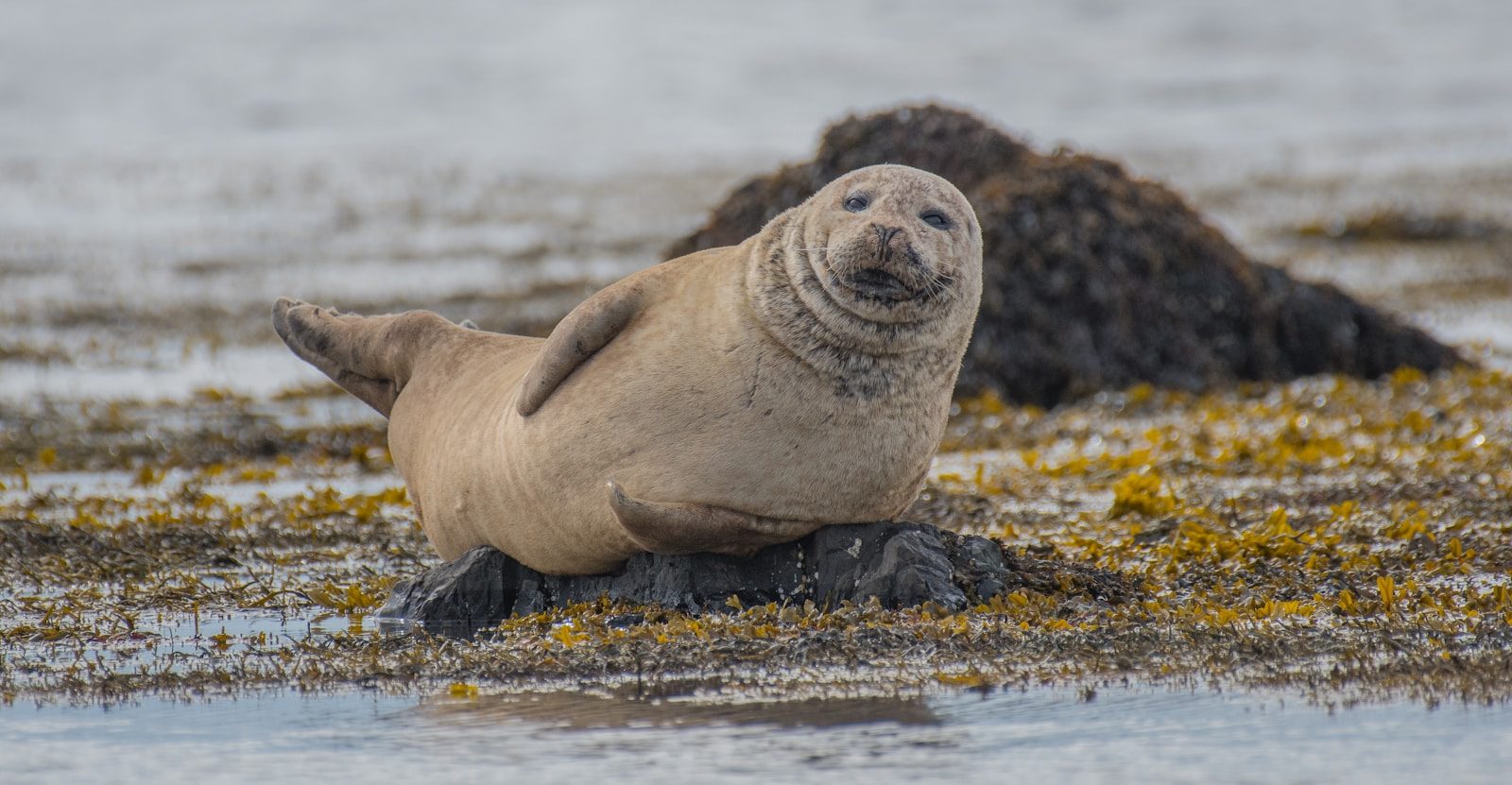 How rescuers helped a frightened seal learn to trust people again