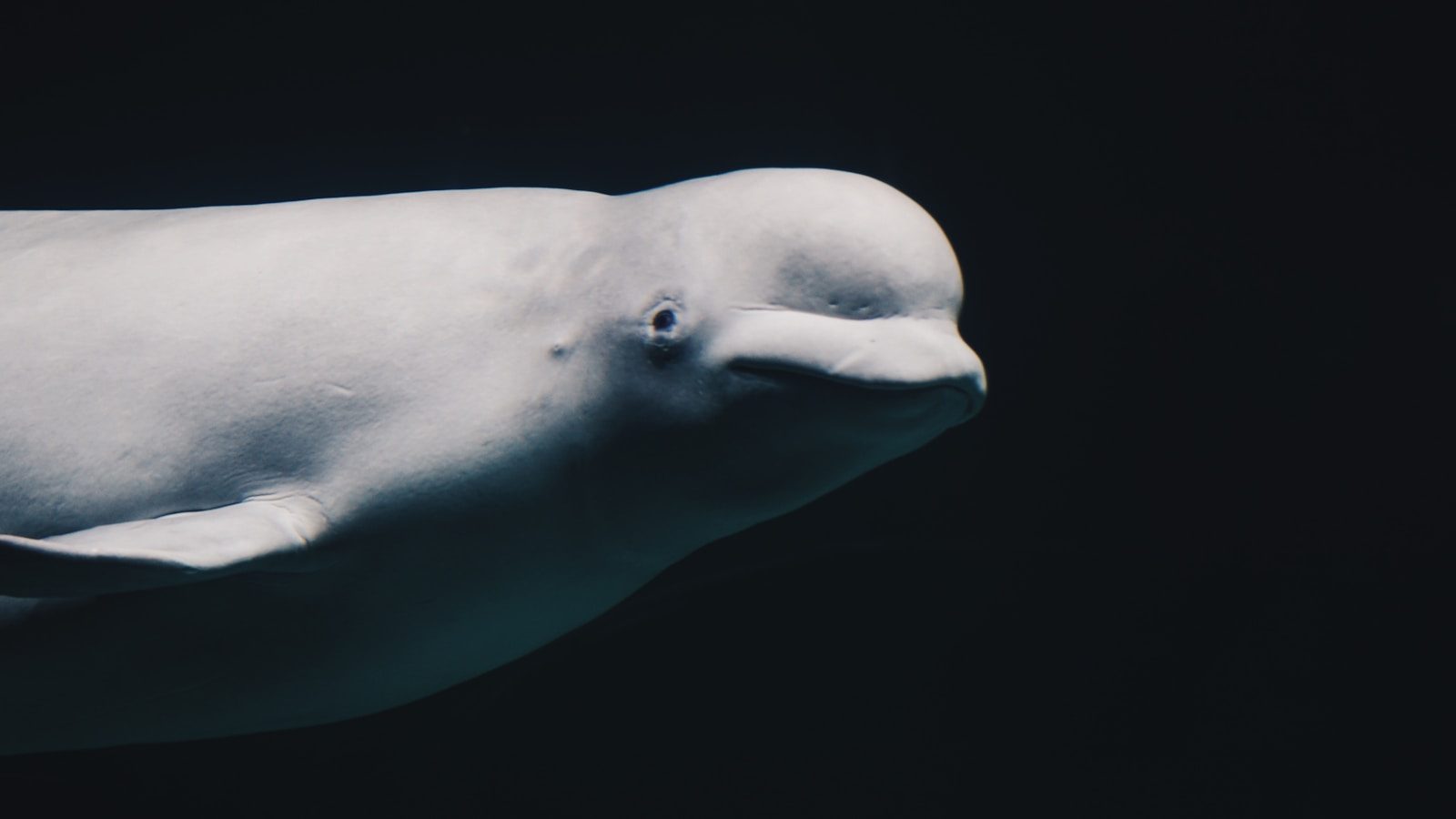 SeaWorld takes part in a mission to save 30 whales from a closed park