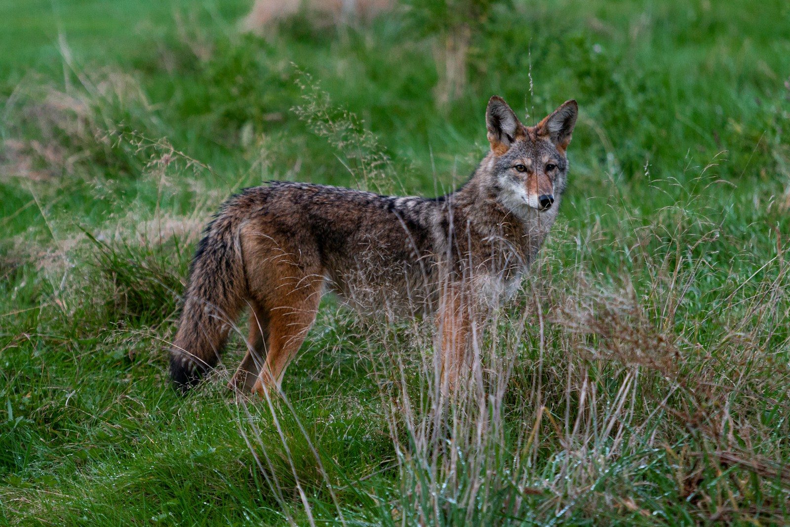 Coyotes breach 8-foot fence and kill 20 chickens at Las Vegas property