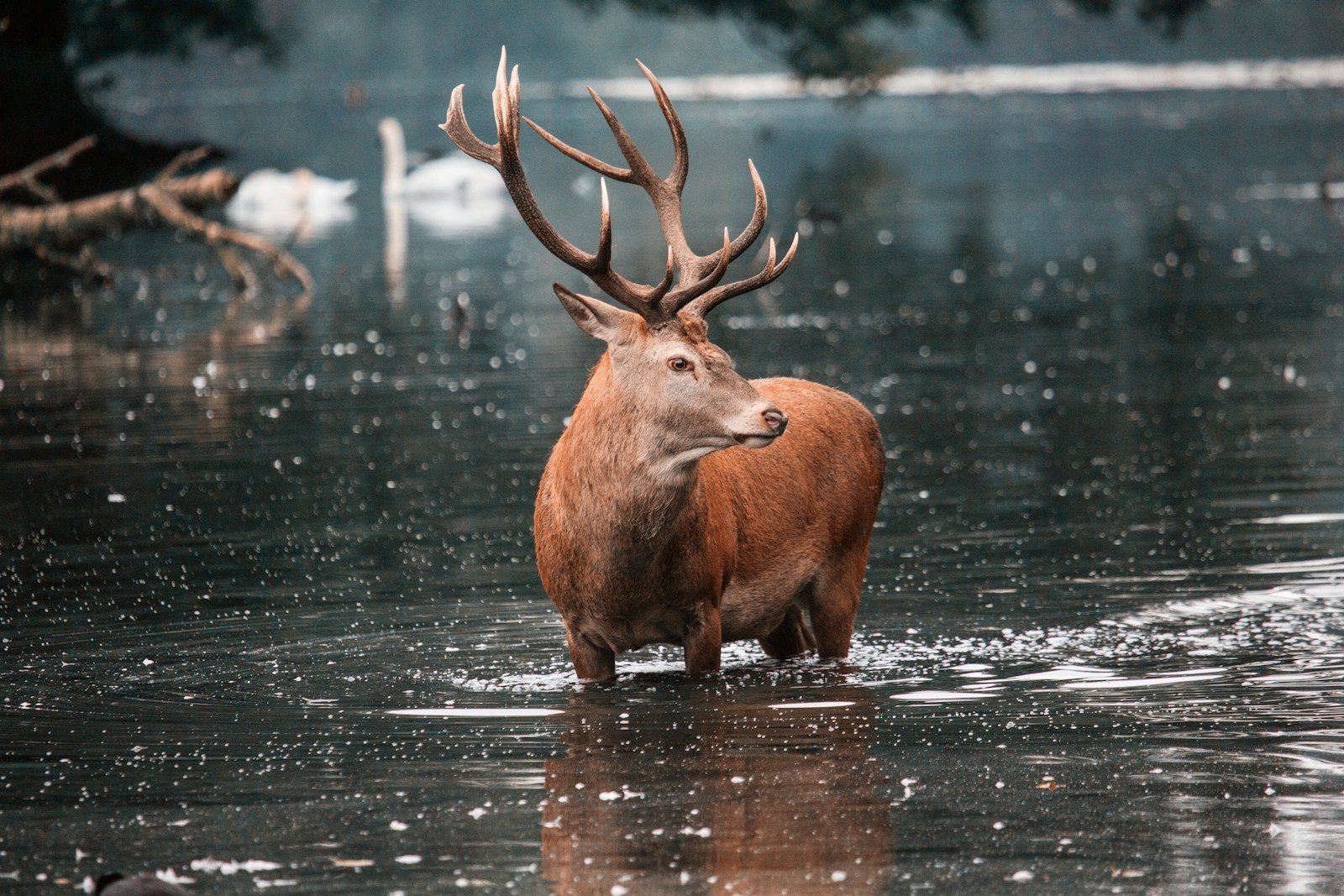 Deer rescued from frozen lake during police drone operation