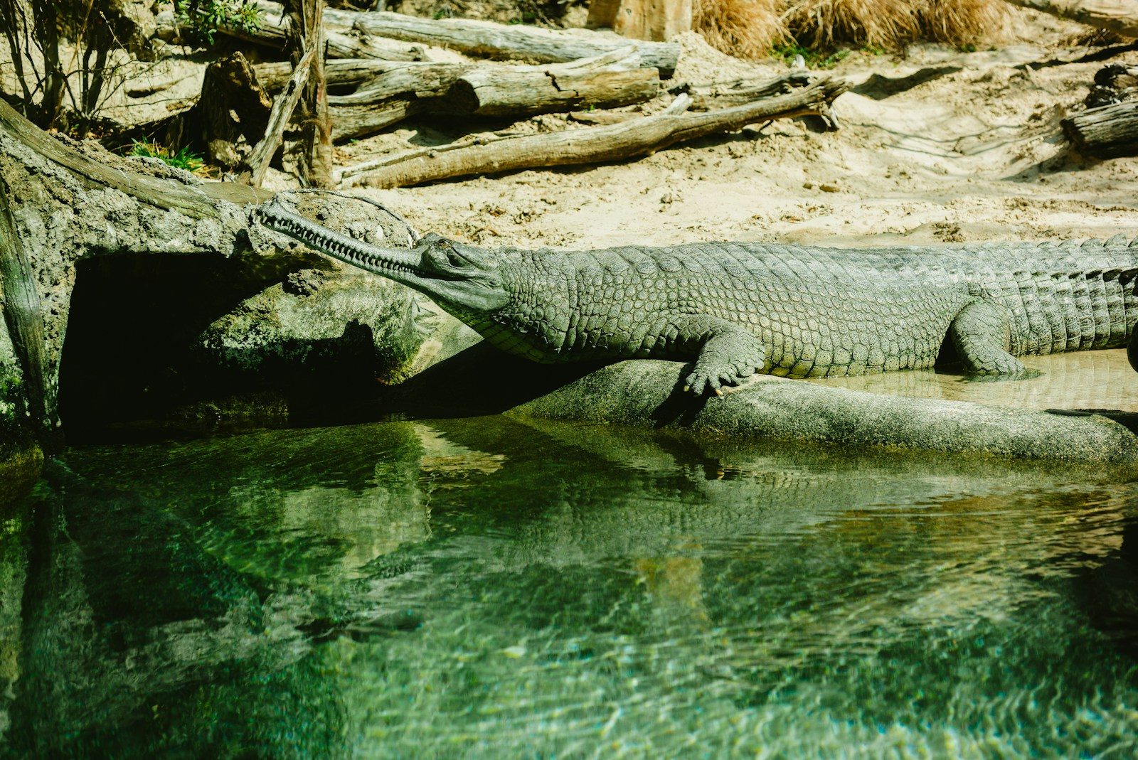 A gharial rests on a rock by the water