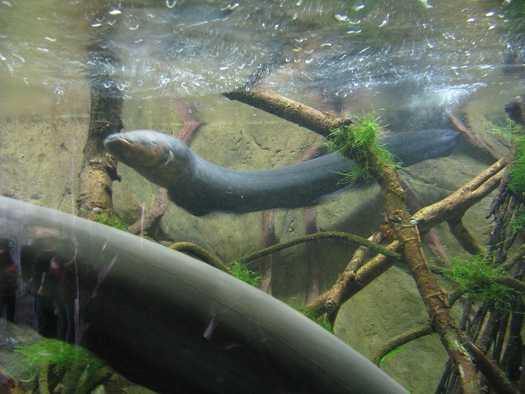 Electric eel delivers a high-voltage shock to capture its prey
