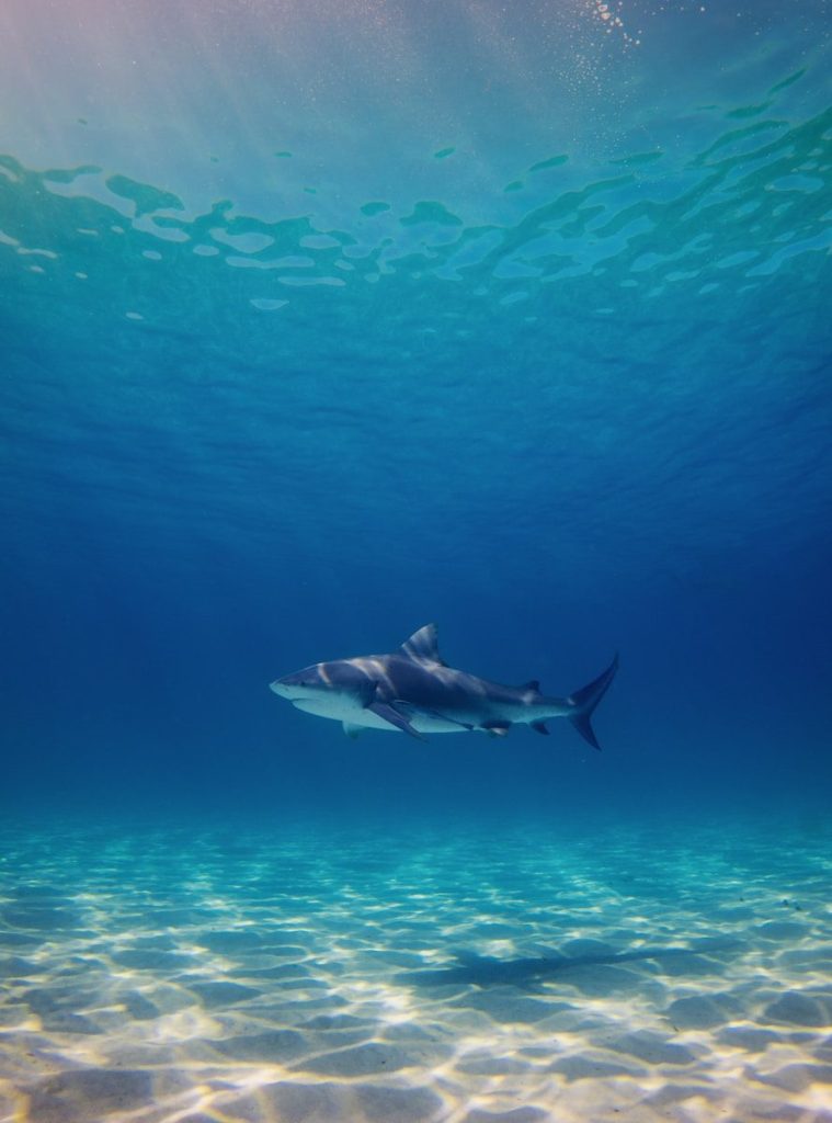 a shark swimming in the water