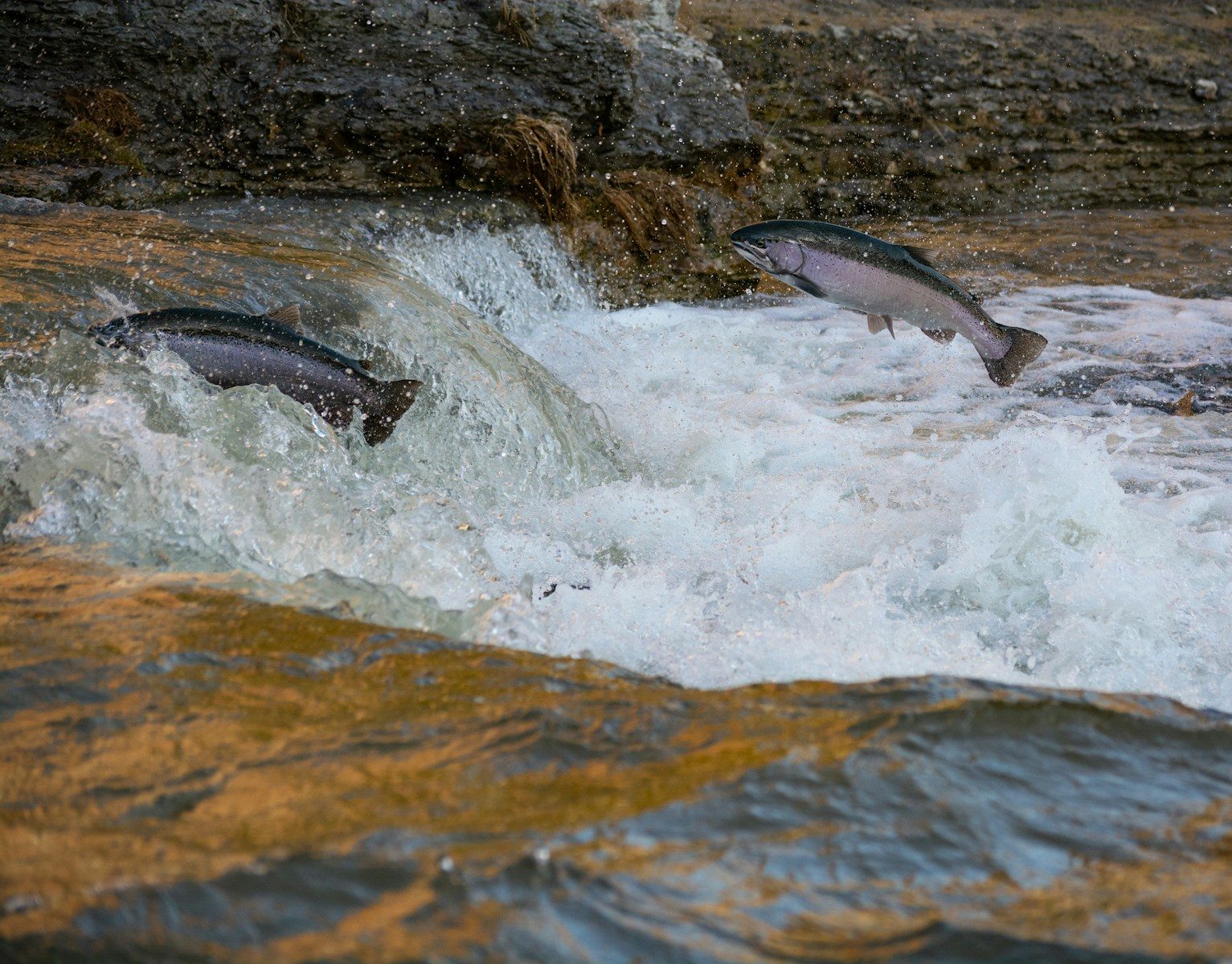 Giant wild trout spotted near Scottish salmon farms draws attention