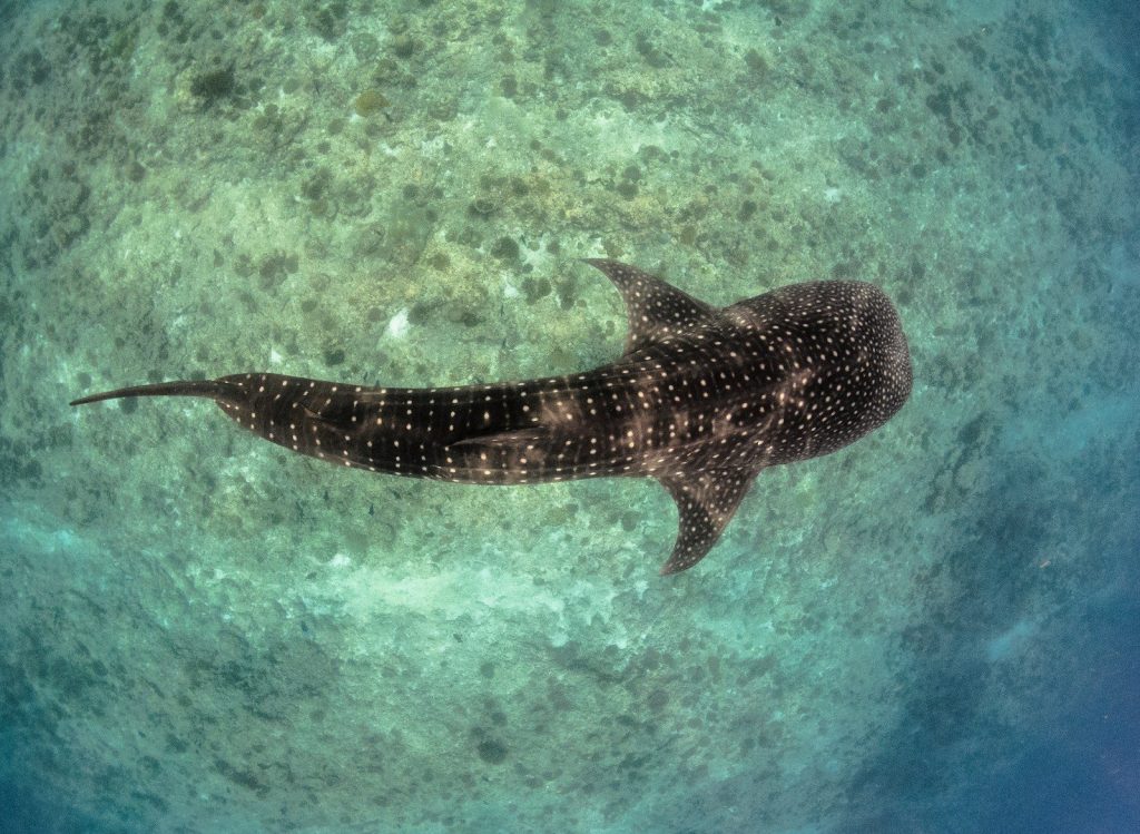 black and white fish in water