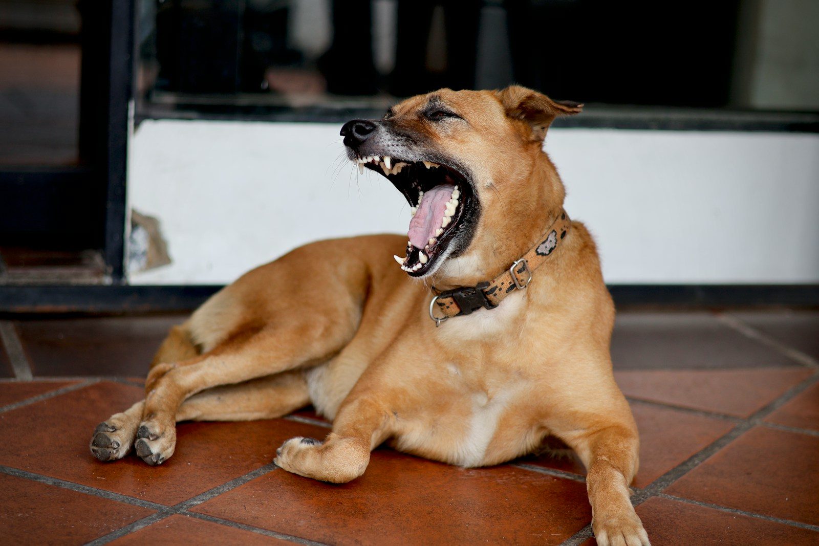 Boy dies after fleeing dog attack as California owner faces criminal charges