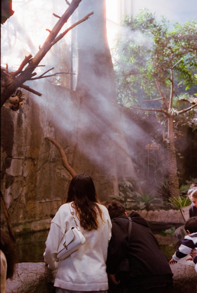 People watching animals in a misty enclosure