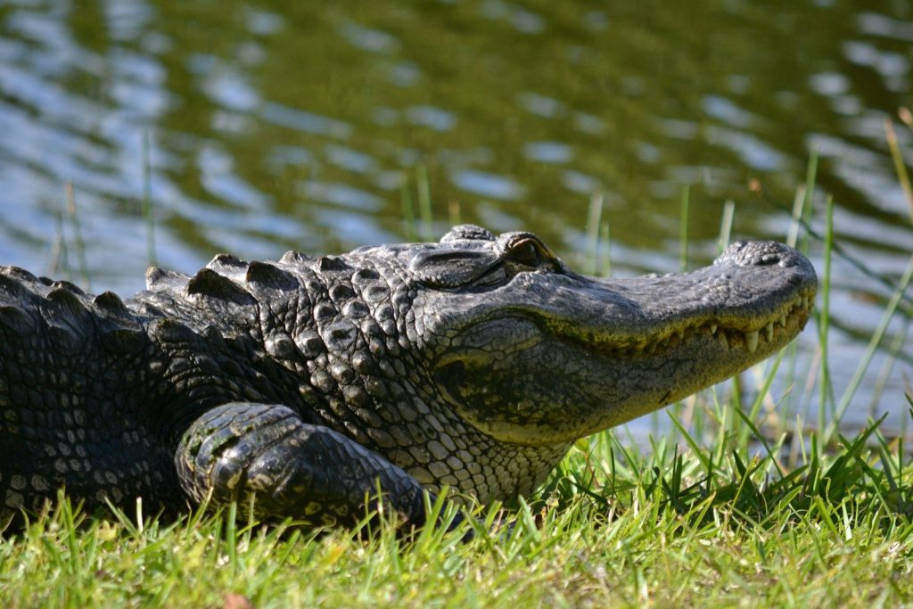 crocodile on green grass near body of water during daytime