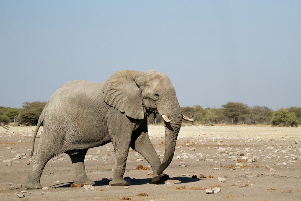 Elephant walking on field during daytime