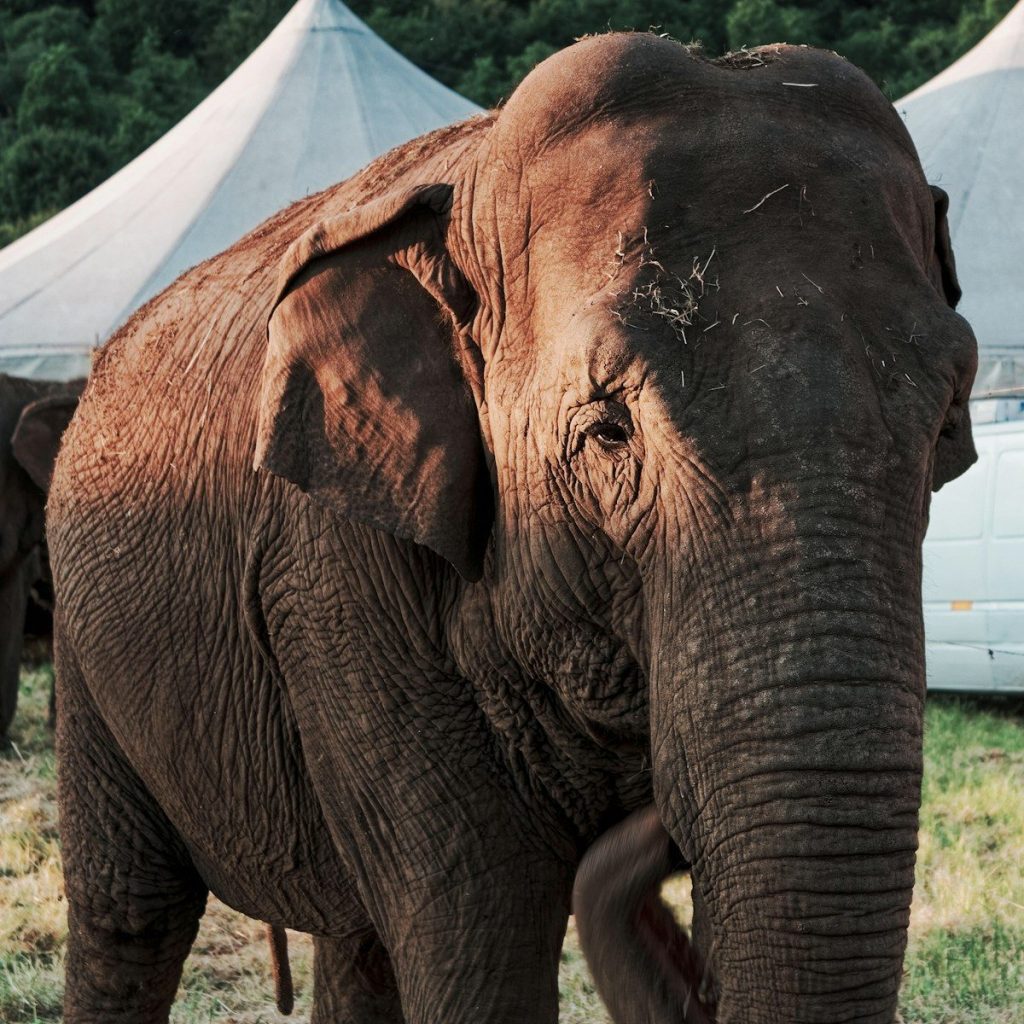 brown elephant on brown sand during daytime