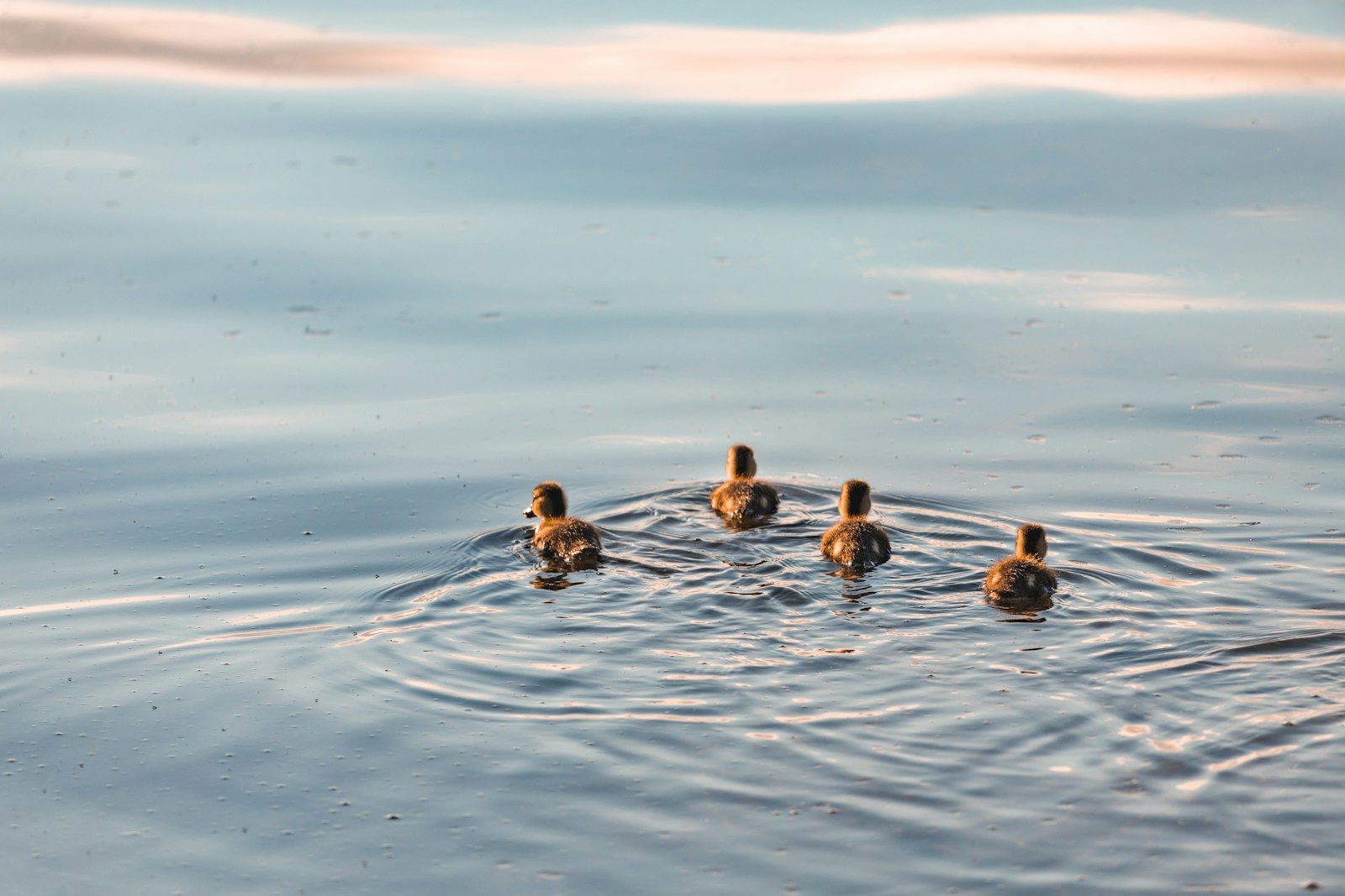 Ducklings gather around swimmer during lake outing