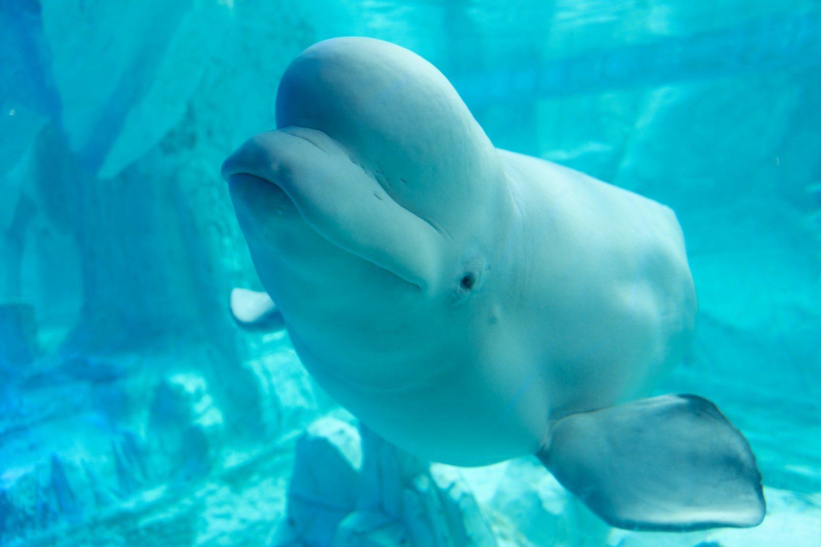SeaWorld joins historic effort to rescue 30 beluga whales