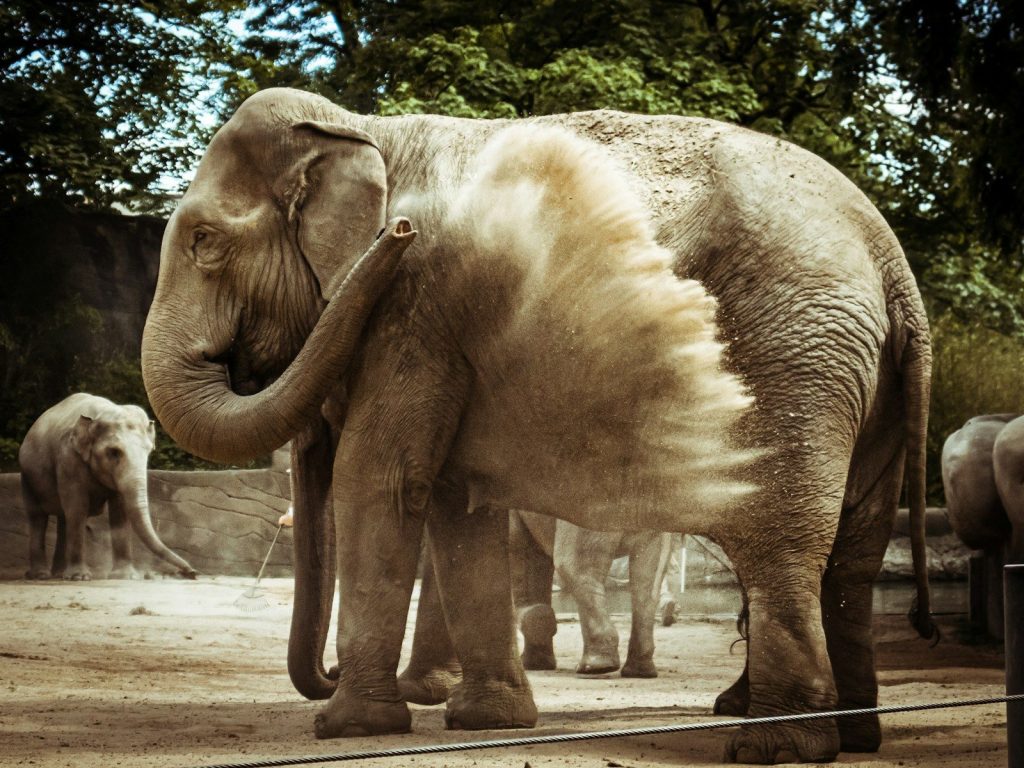grey elephant walking on road during daytime