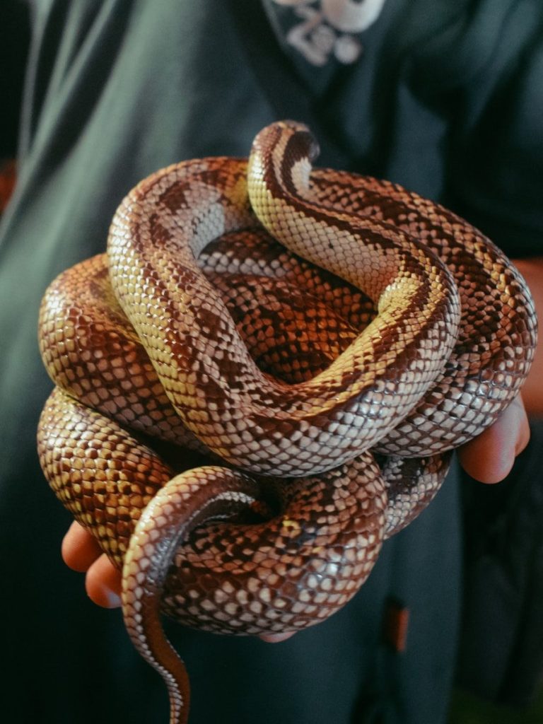 a person holding a large snake in their hand