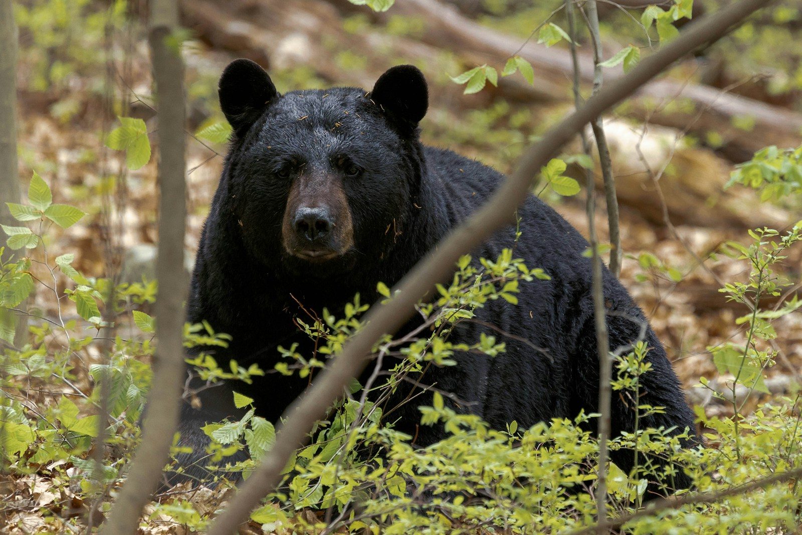 Bears fatally attack retired couple while they were fishing
