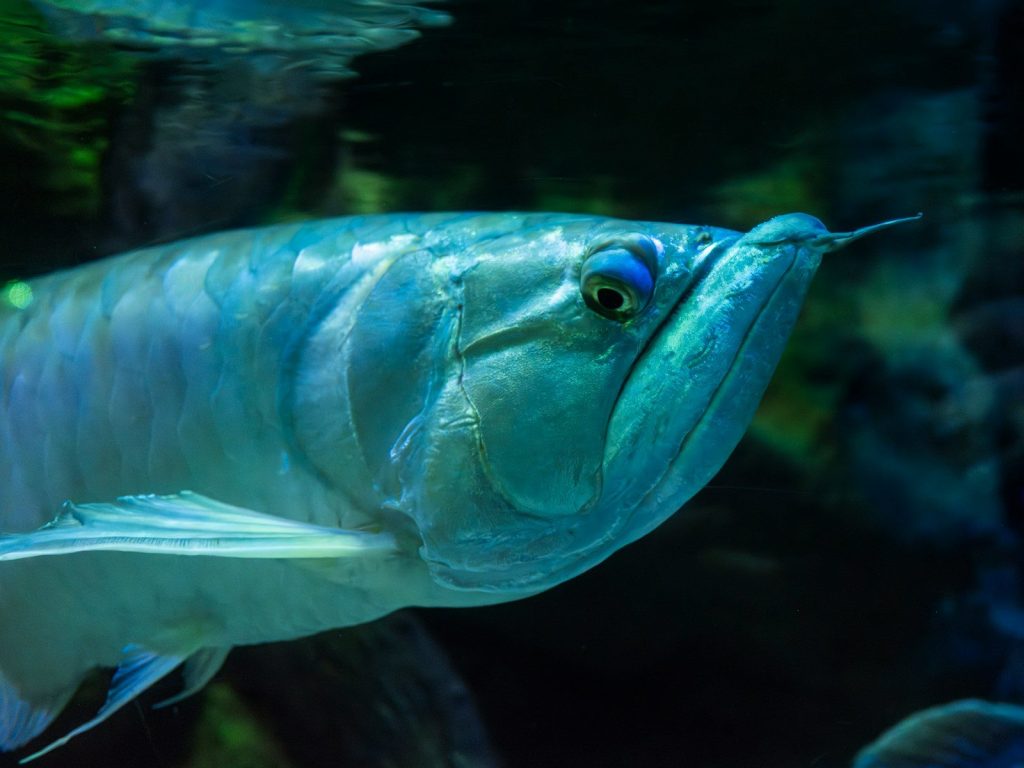 Elegant predator fish in aquarium