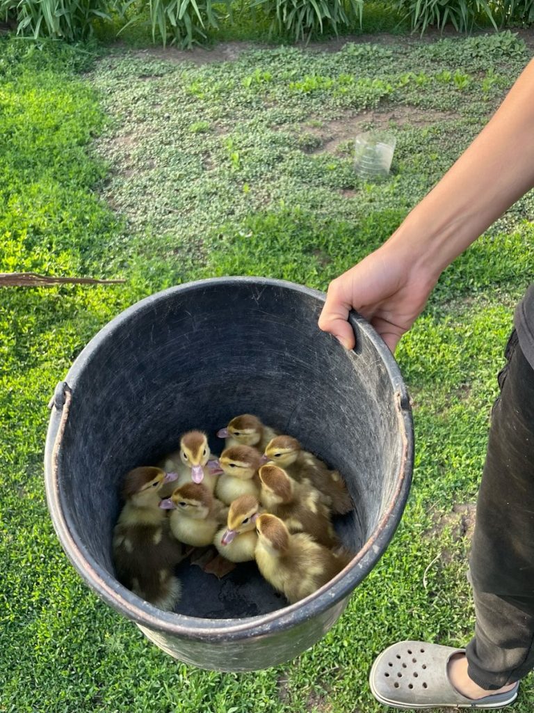A bucket full of fluffy ducklings in grass