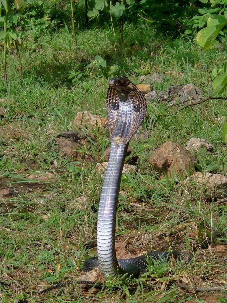 A snake that is standing in the grass